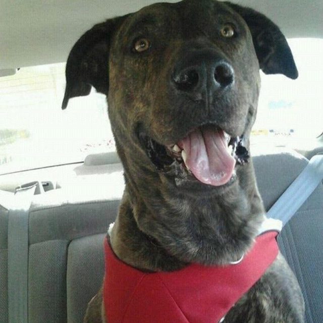 Look Mommy I Wear My Seatbelt Like A Good Boy