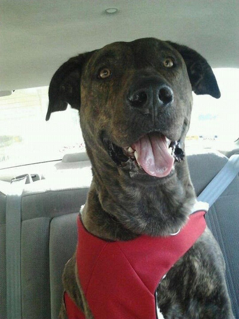Look Mommy I Wear My Seatbelt Like A Good Boy