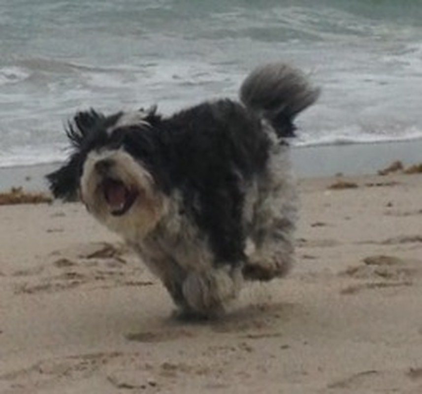 BeachBum