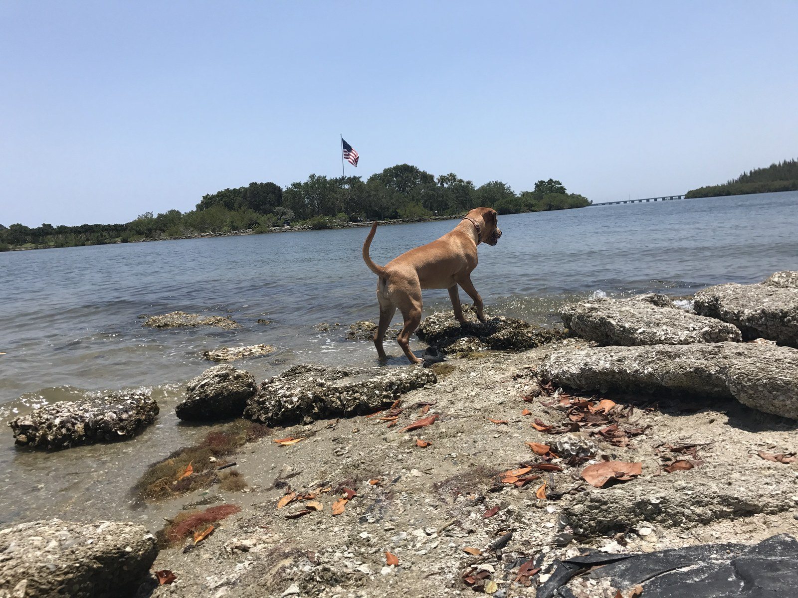 Leia Enjoying 4th Of July!