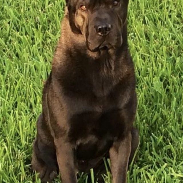 Sweet Boy