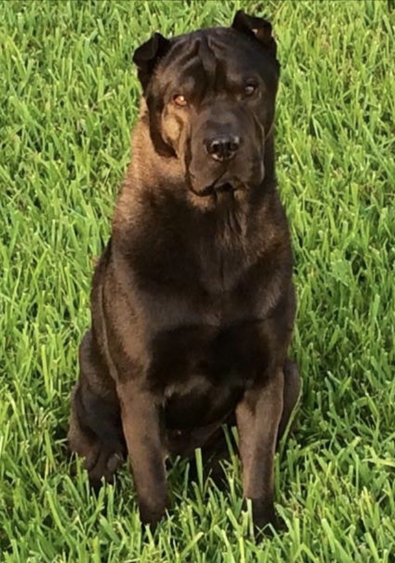 Sweet Boy