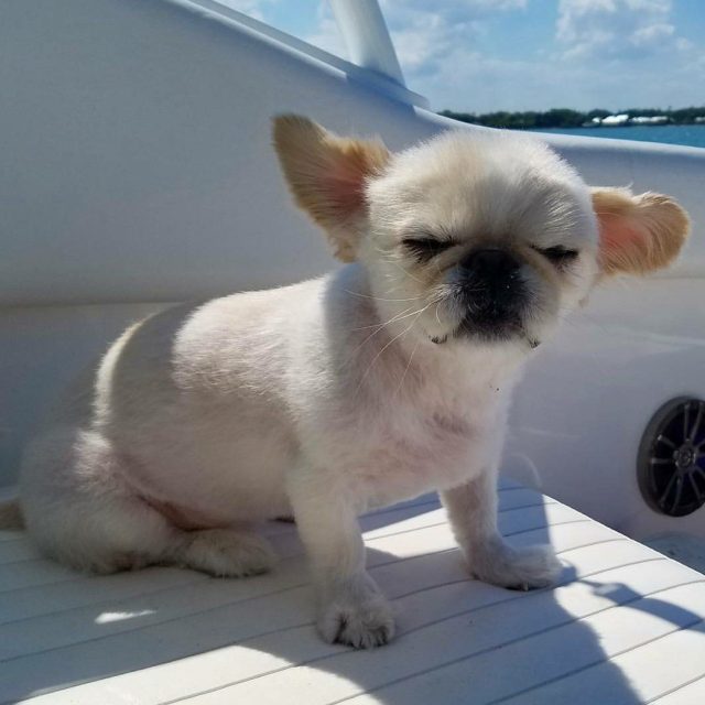 I'm On A Boat!