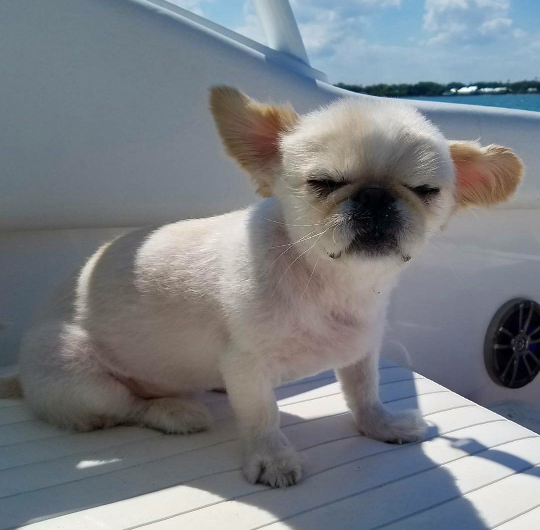 I'm On A Boat!