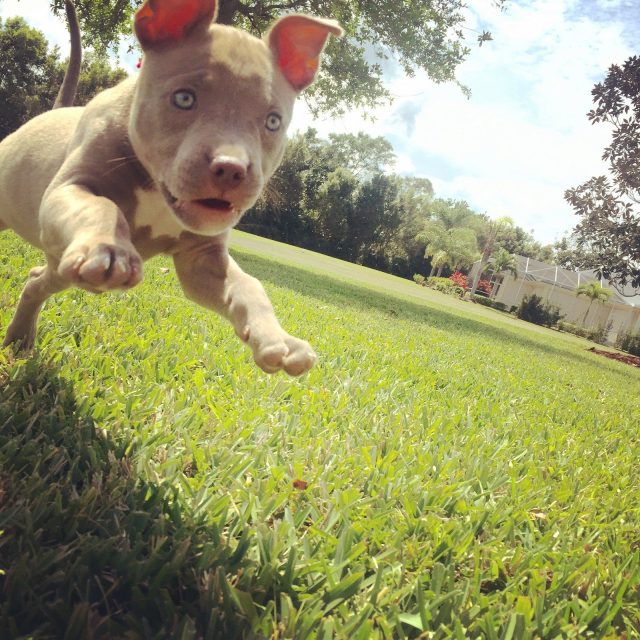 Super Puppy!