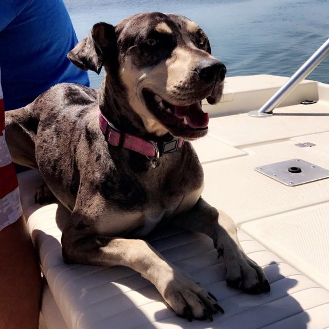 Boat Dogs Are The Best Dogs 🌞