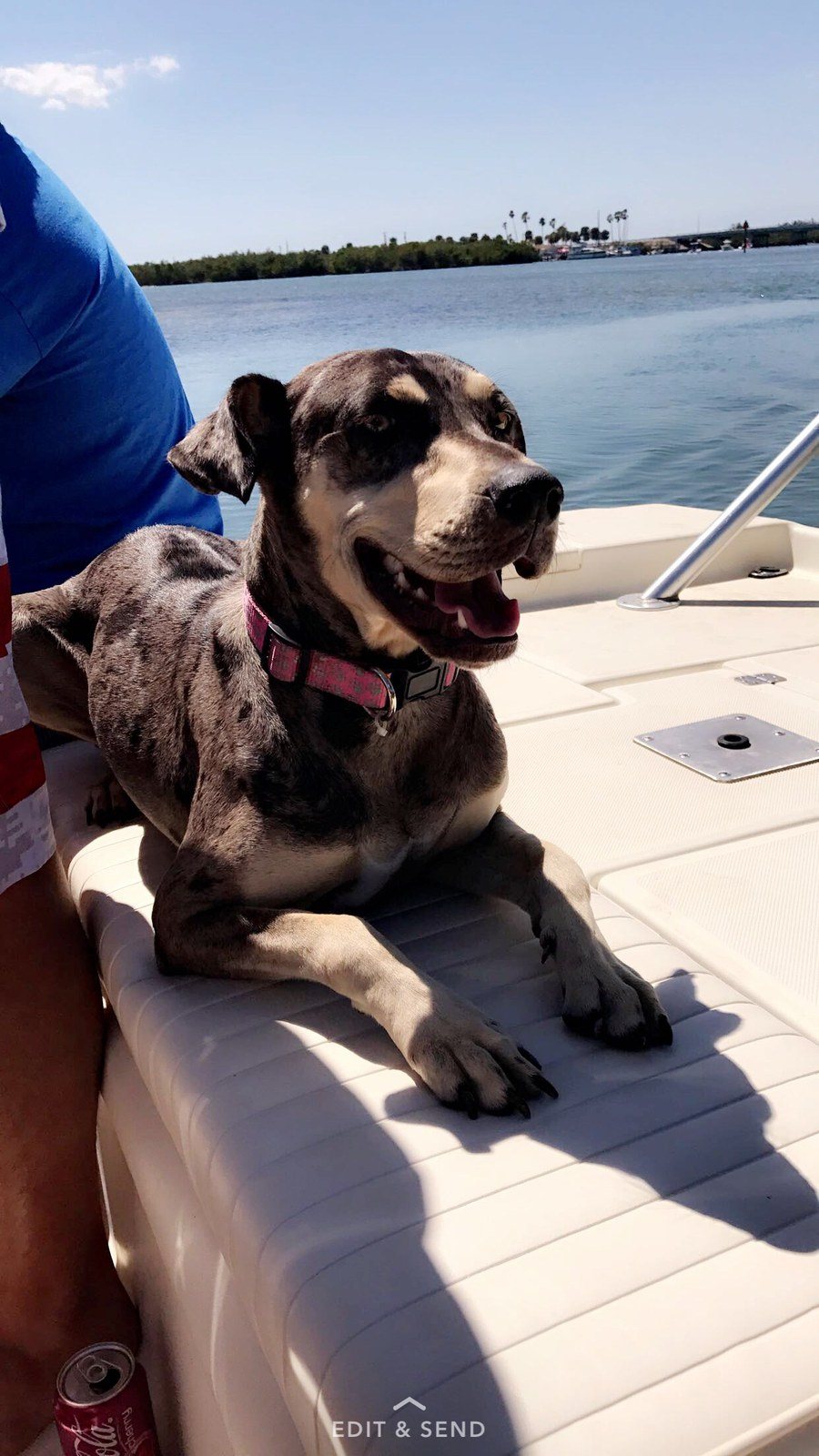 Boat Dogs Are The Best Dogs 🌞