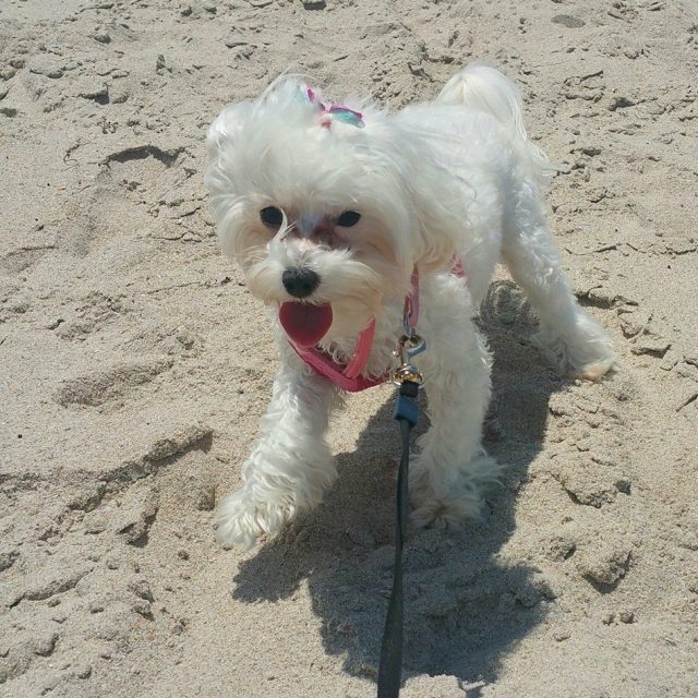 Sexton's Beach Summer Fun