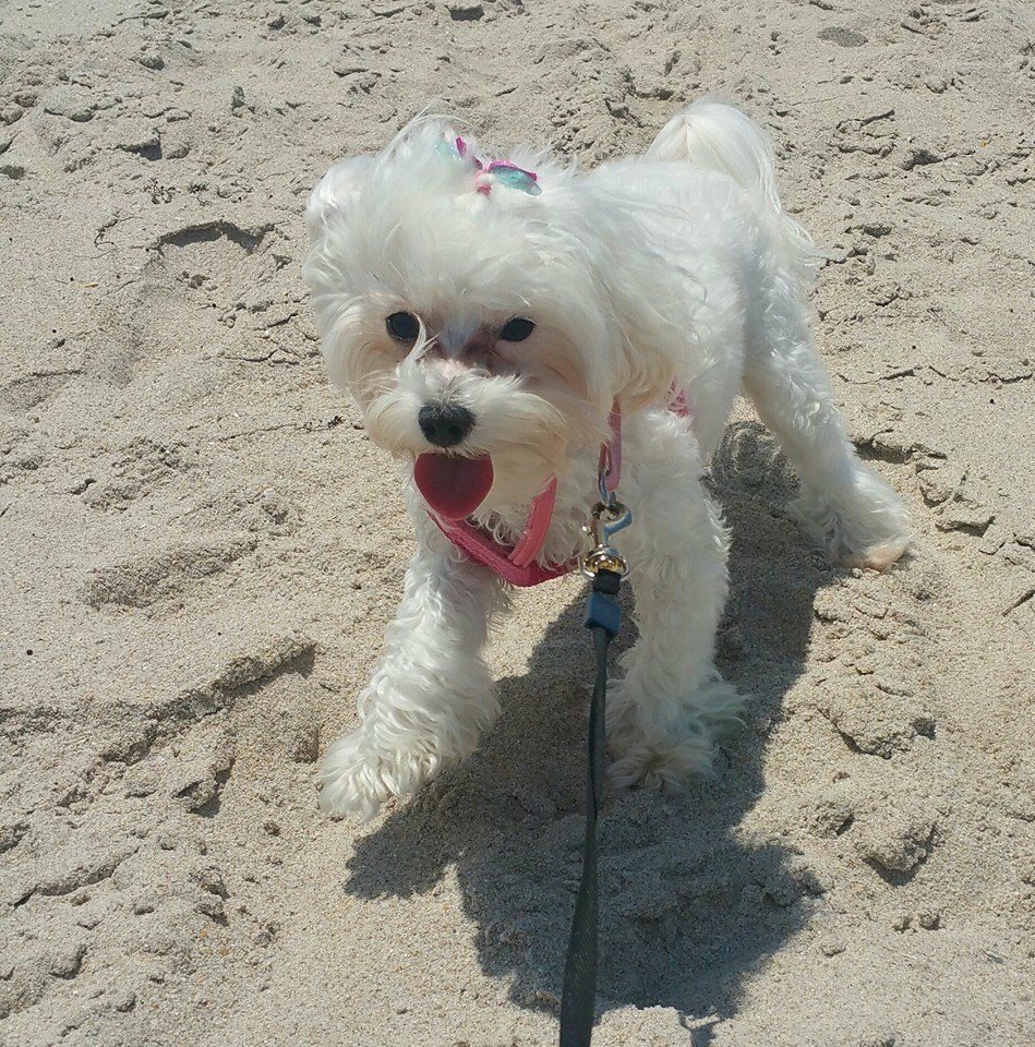 Sexton's Beach Summer Fun