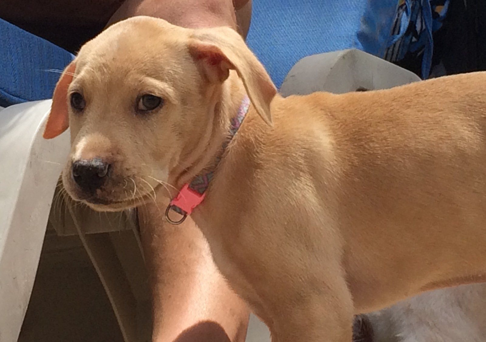 Nala!