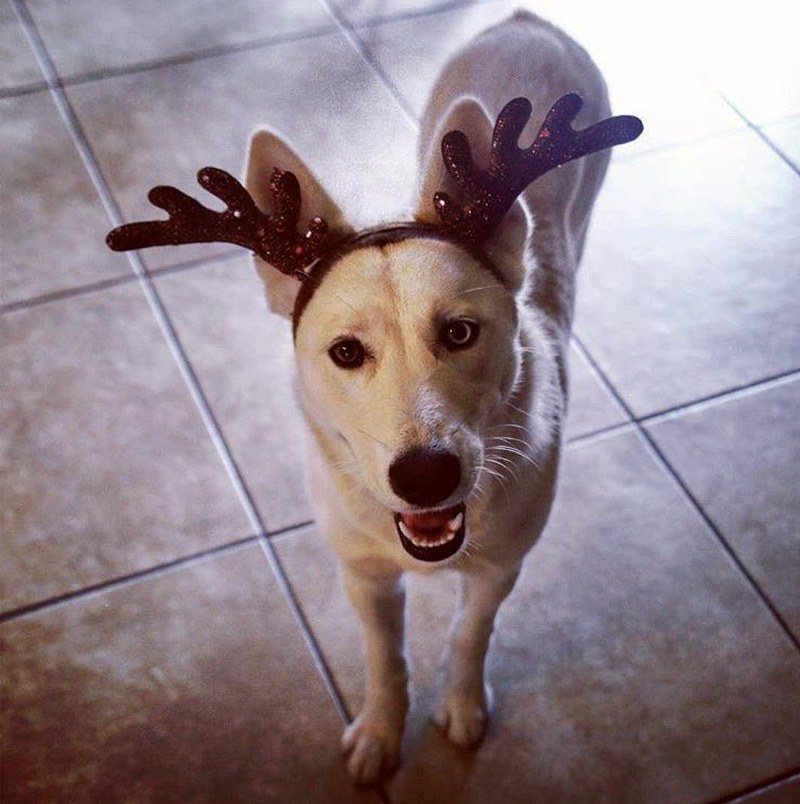 Happy Reindeer!