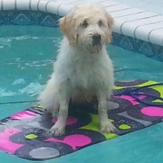 Board Dog