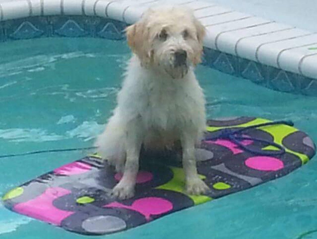 Board Dog