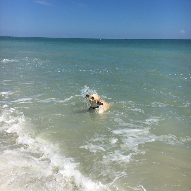 Salty Dawg