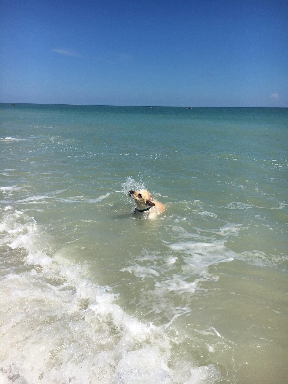 Salty Dawg