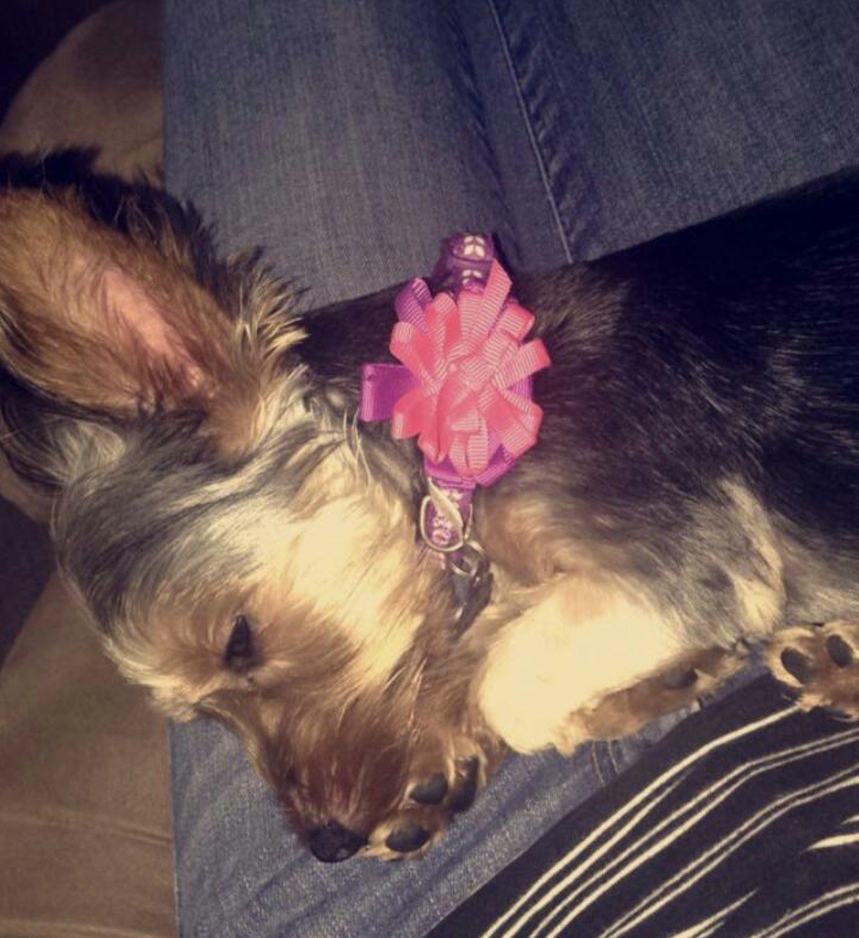 Our Sweet Bailey
