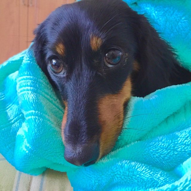 Maddie The Snuggler
