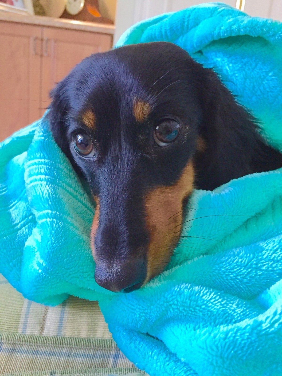 Maddie The Snuggler