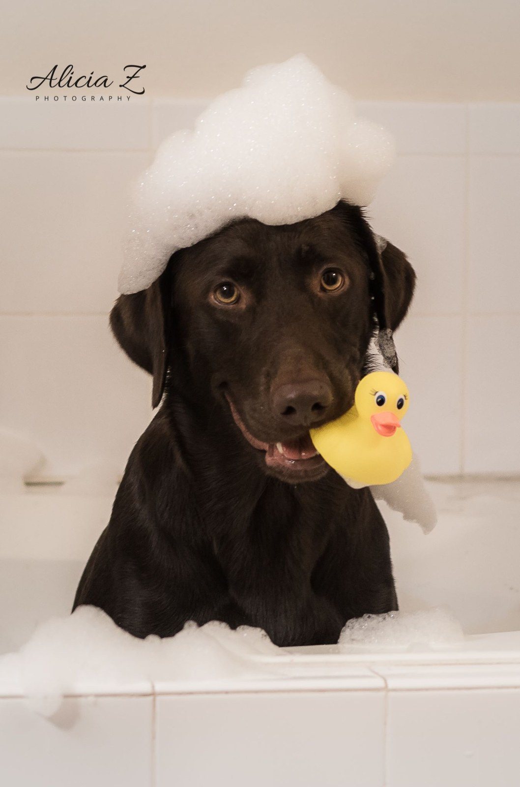 Rubber Ducky, You're The One.