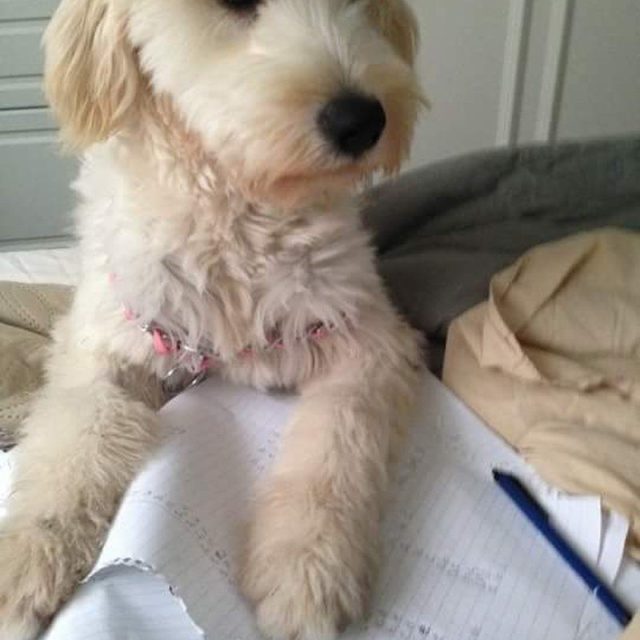 Homework Help