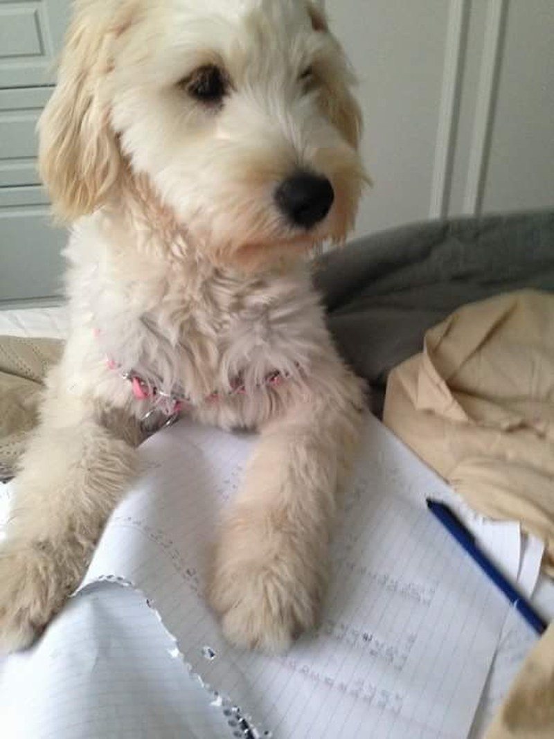 Homework Help