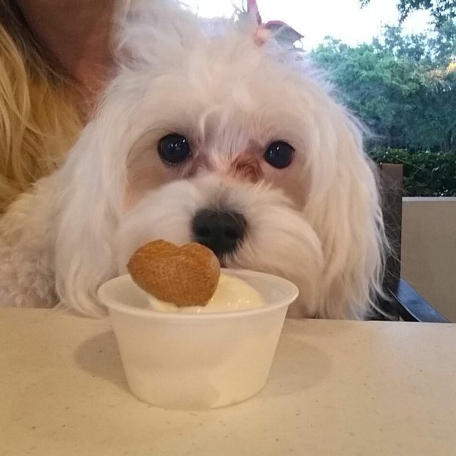 Ice Cream Social