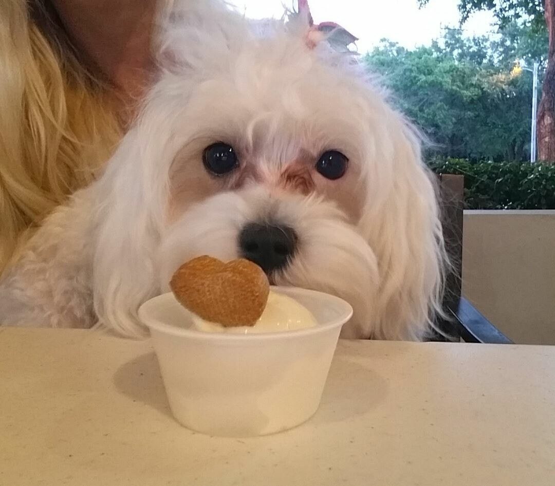 Ice Cream Social