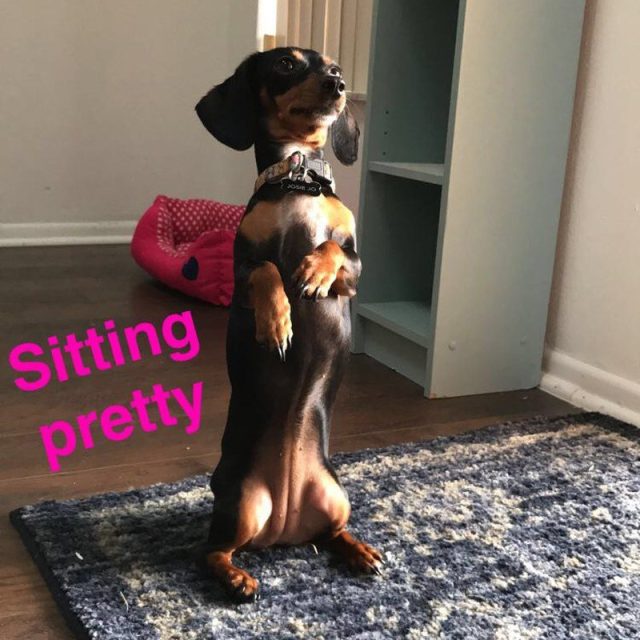 Josie "Sitting Pretty" For A Treat