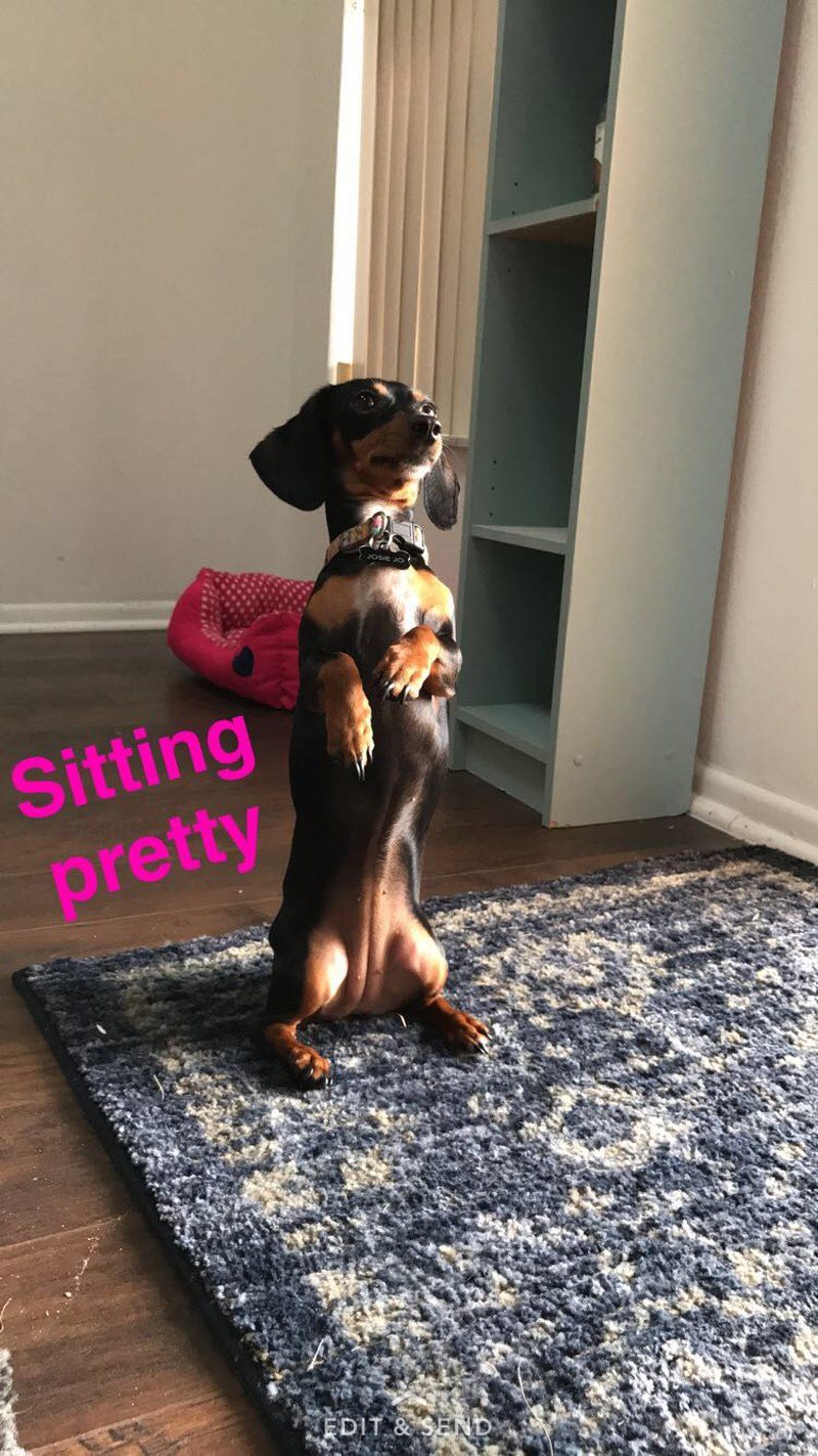 Josie "Sitting Pretty" For A Treat