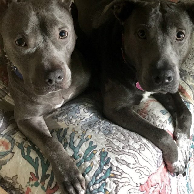 Buddies