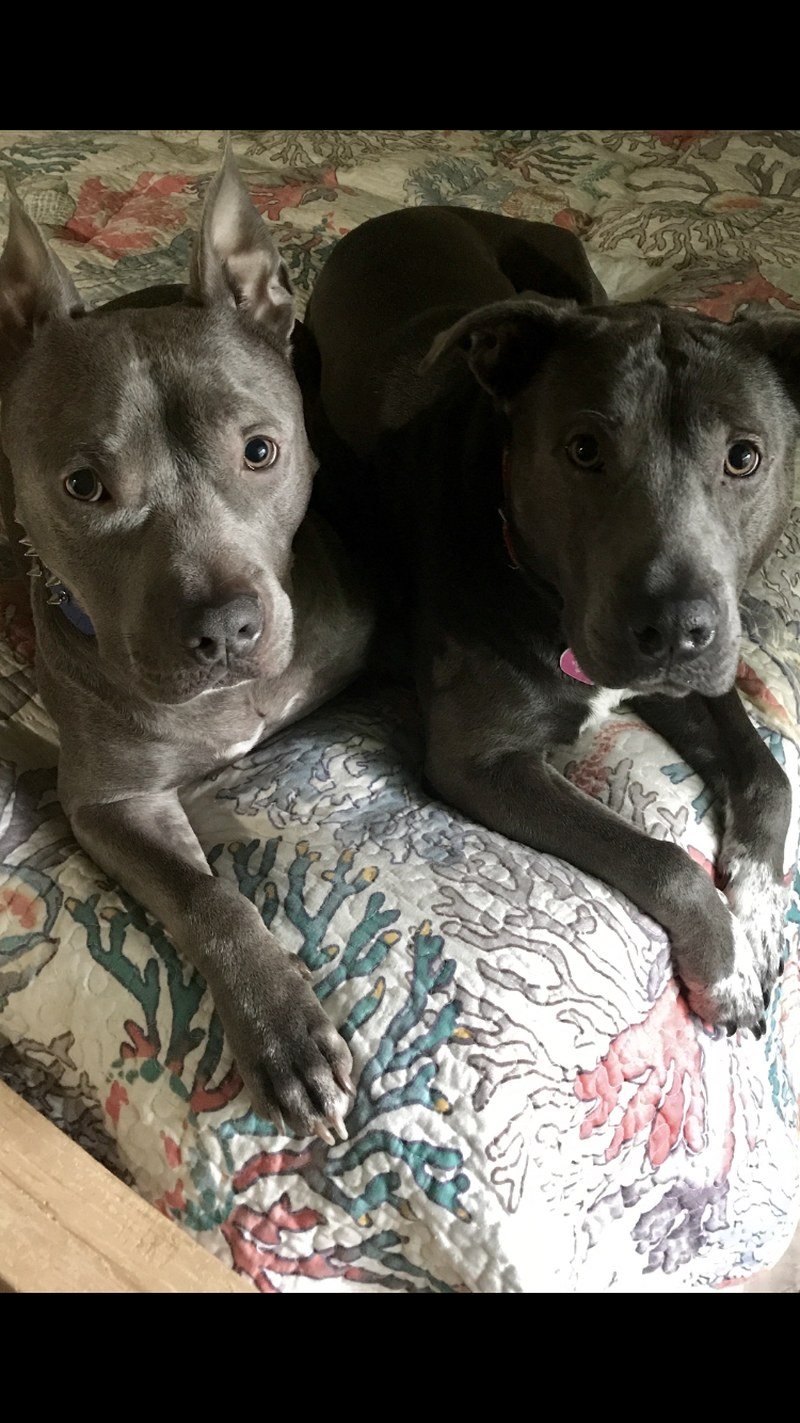 Buddies