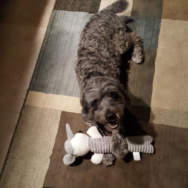 Merlie's New Toy