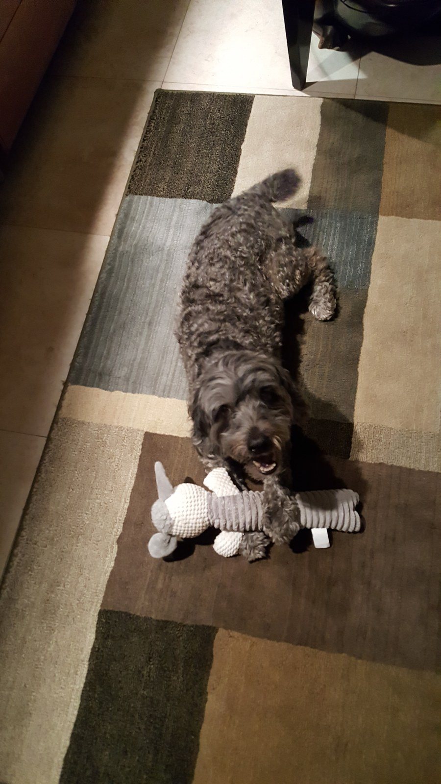Merlie's New Toy