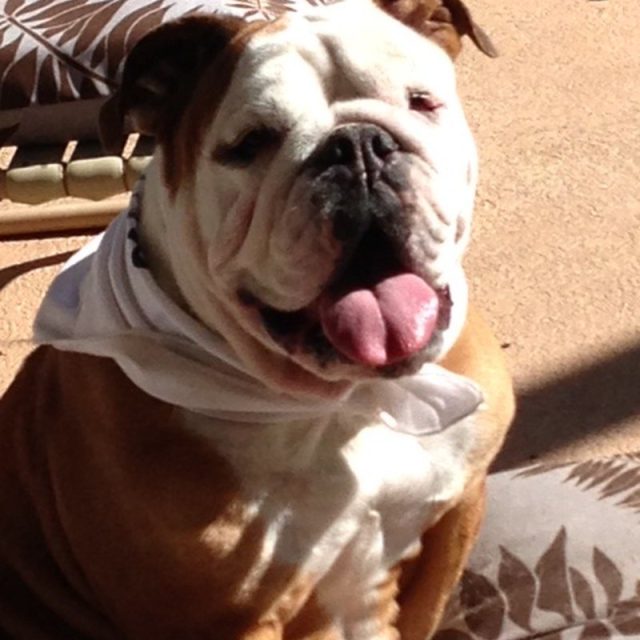 Mr Harley Gets Dressed Up For Bark In The Park