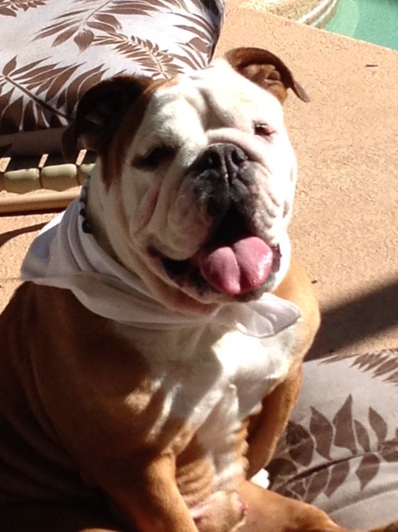Mr Harley Gets Dressed Up For Bark In The Park