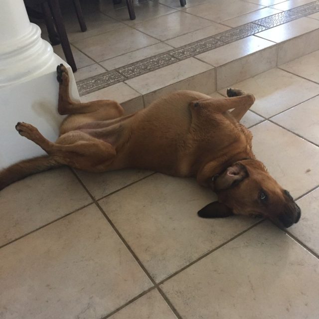 Afternoon Nap
