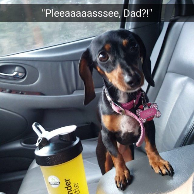 Josie Likes To Sit In My Lap When We Drive