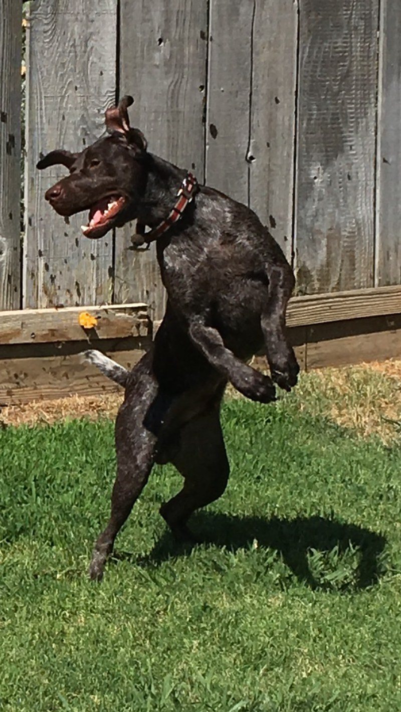 Jäger' Water Ballet