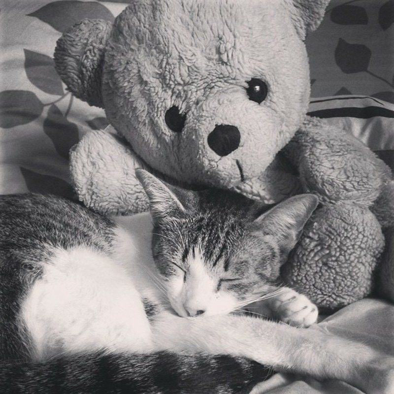 I'll Share My Teddy Bear With You