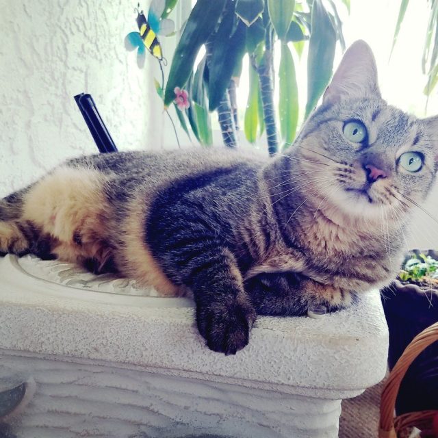 Queen Moonshine