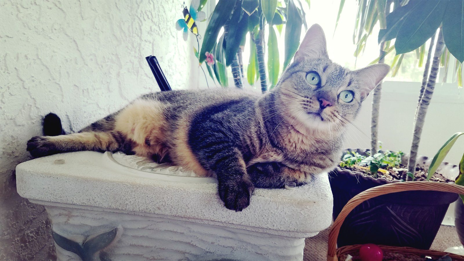 Queen Moonshine