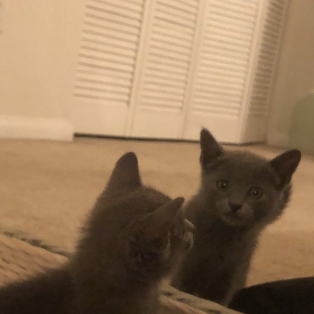 Who Knew A Rescue Cat Was So Cute??