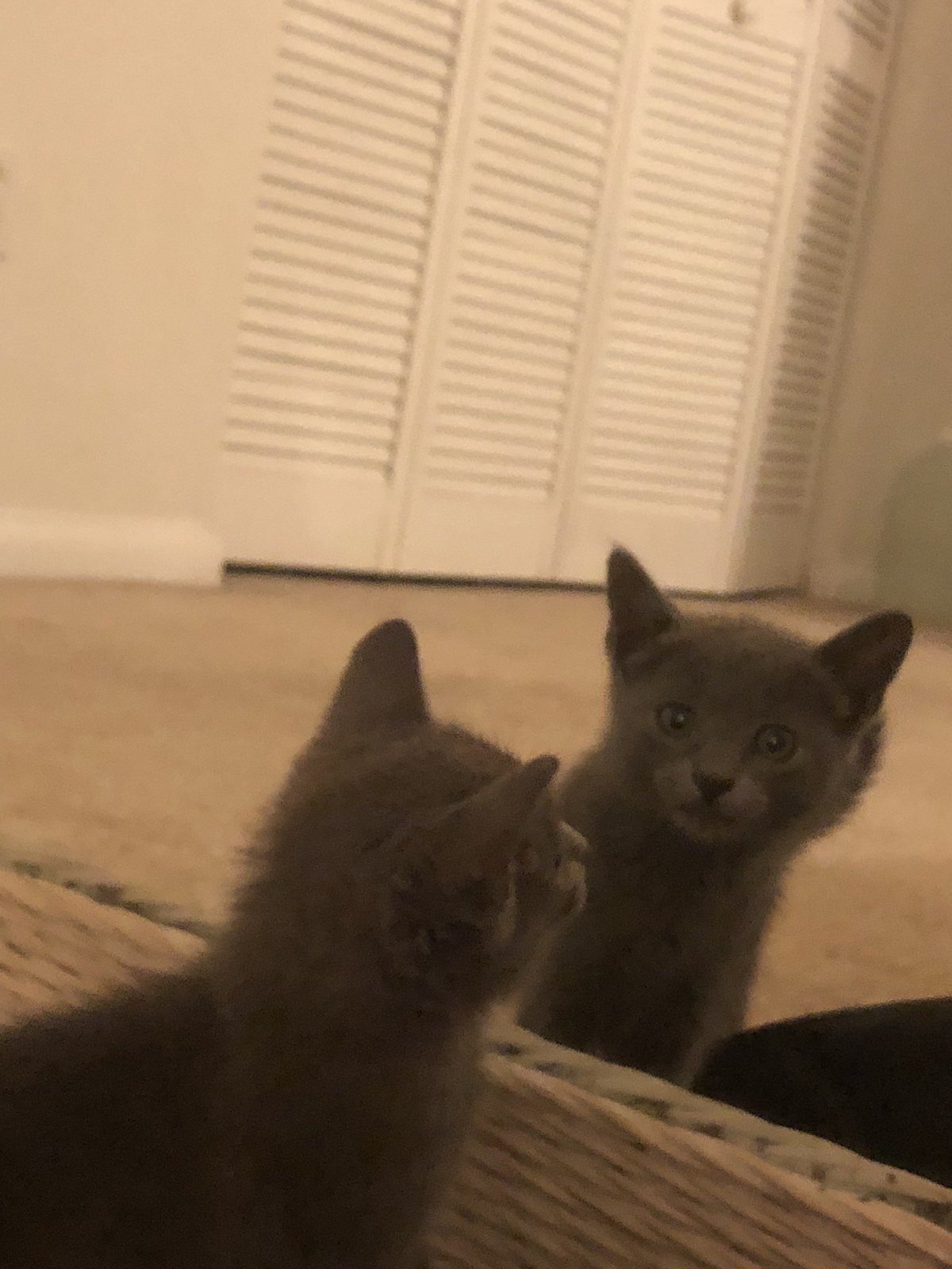 Who Knew A Rescue Cat Was So Cute??