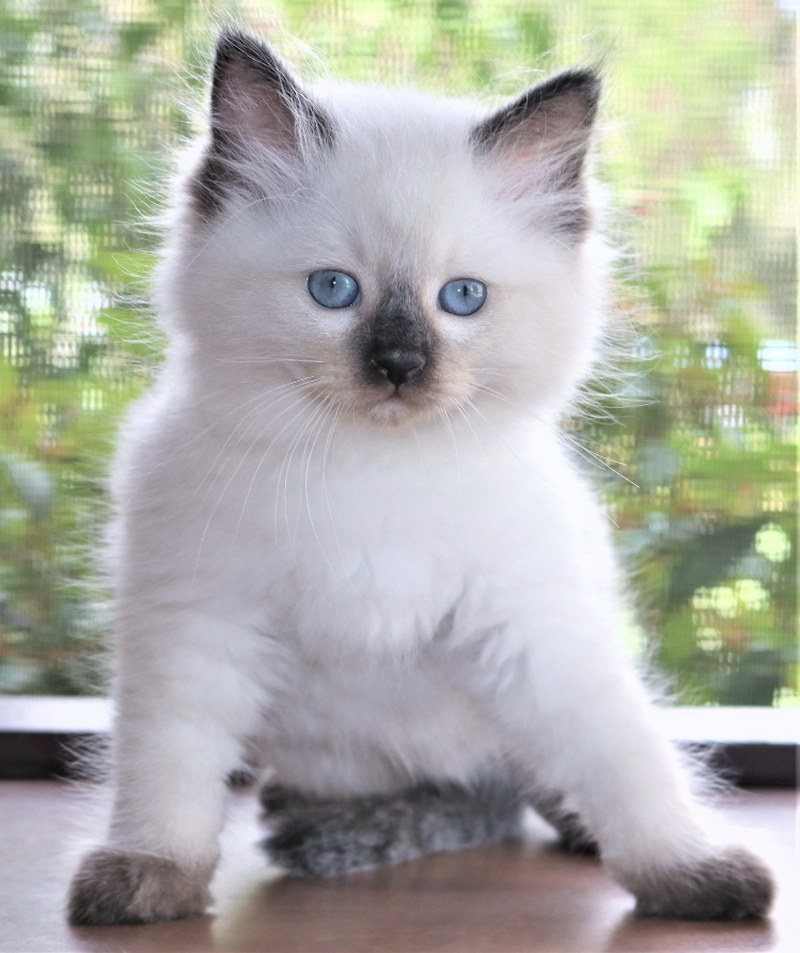 Sweet Kiki Girl Photo Credit To Divine Ragdolls Be