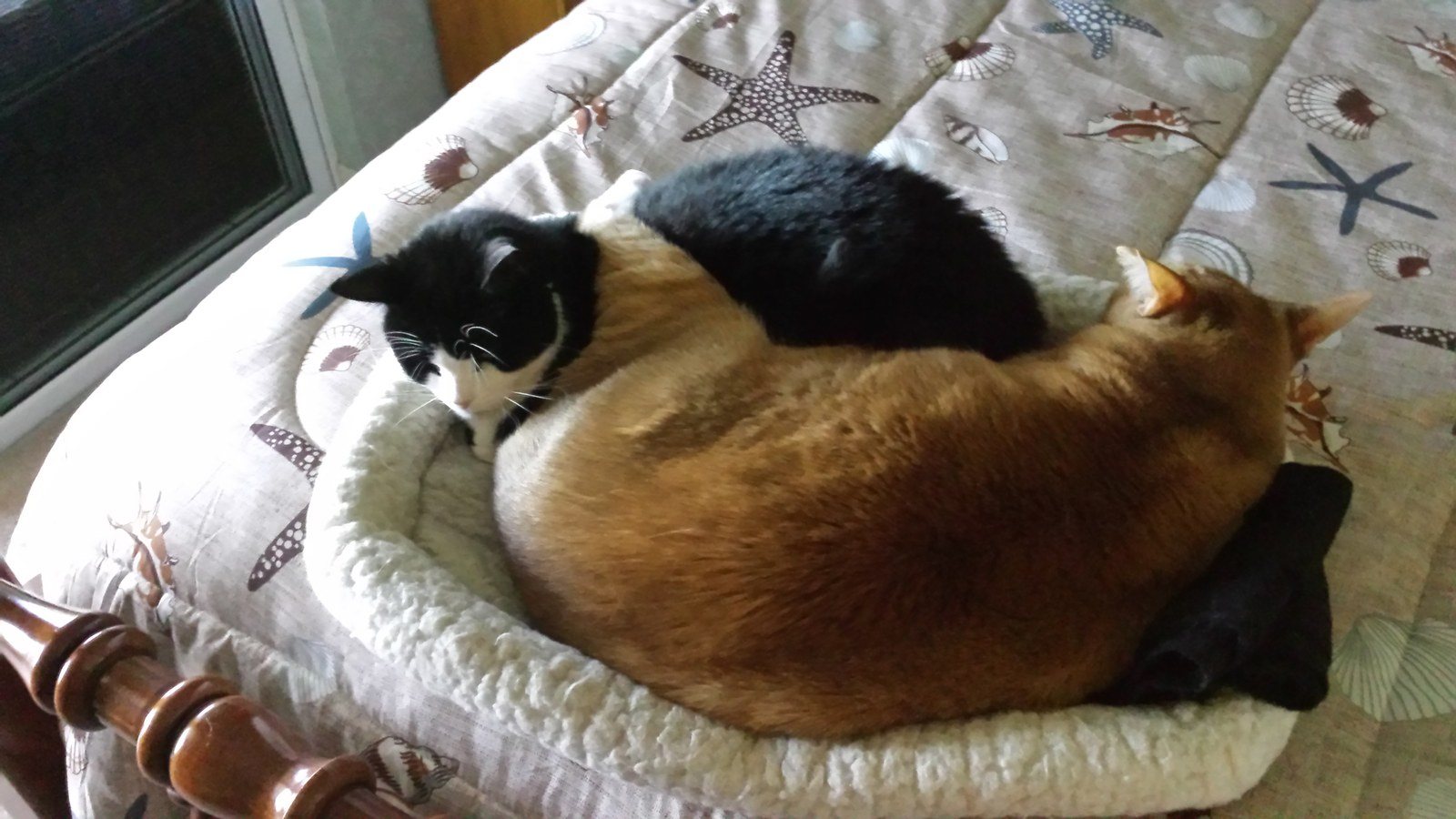 Ying-yang