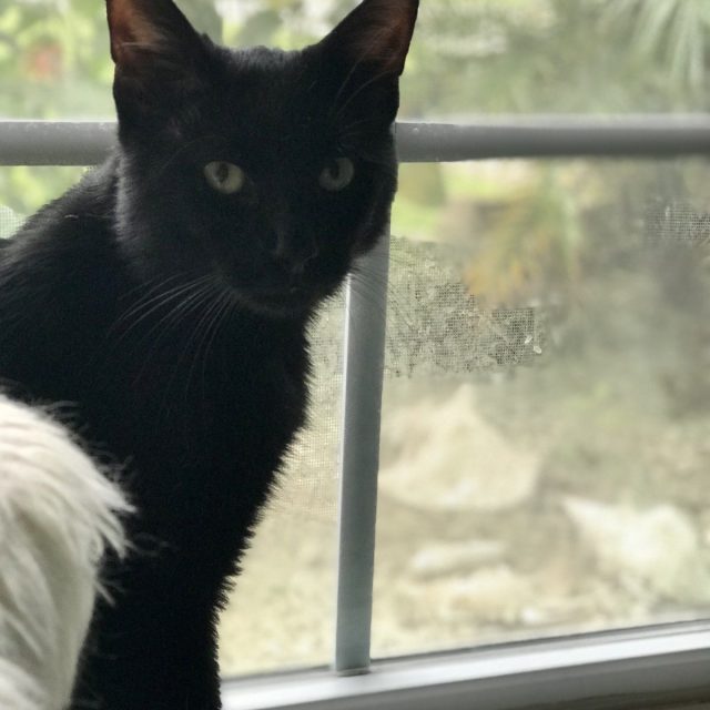Figaro