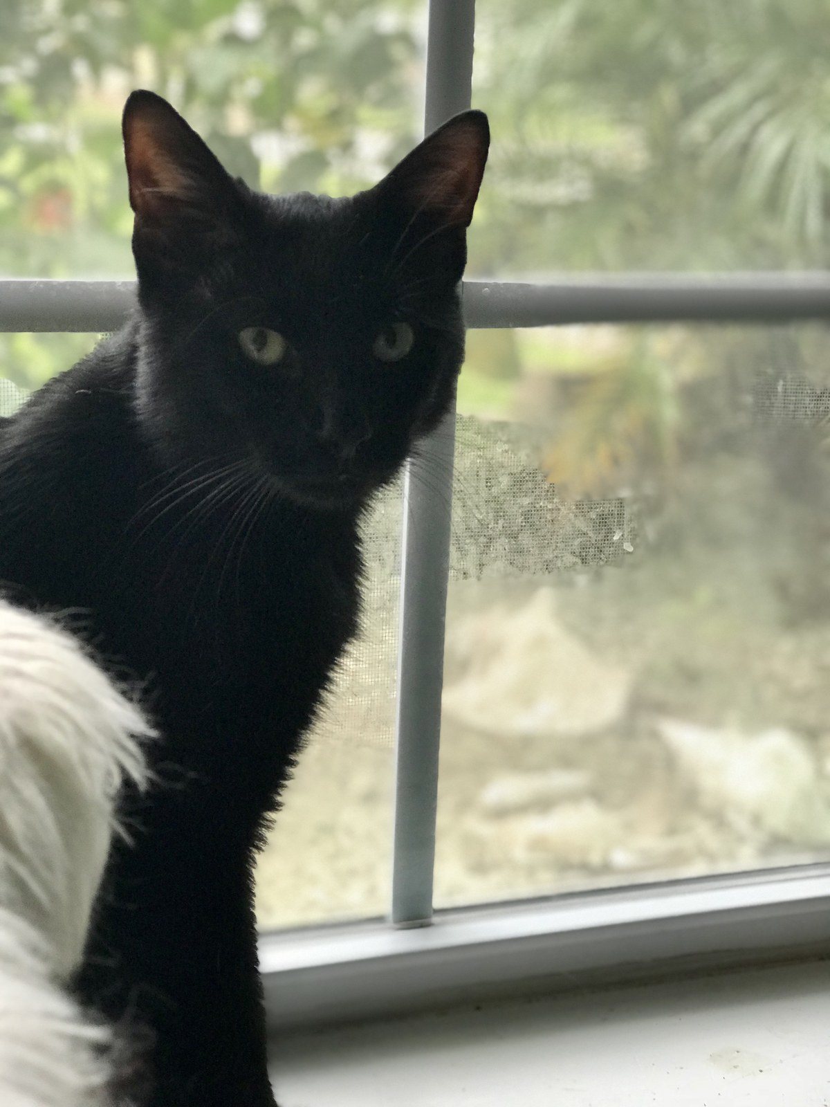 Figaro