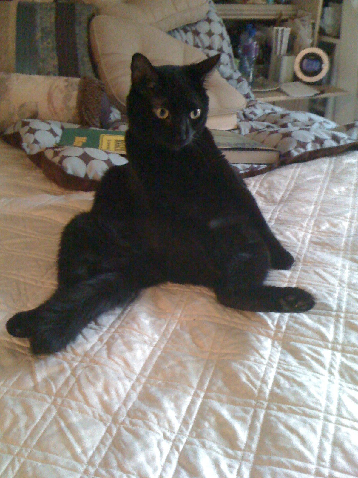 Sittin Pretty