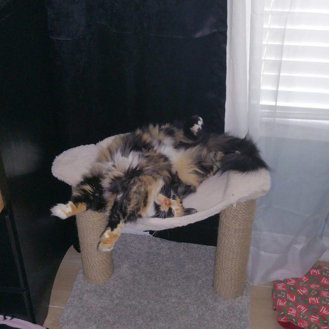 Now I'm Comfy!
