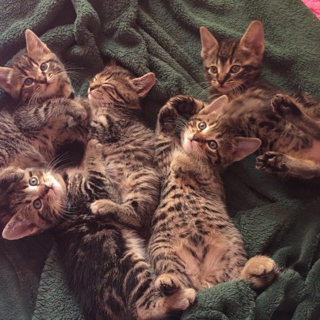Orphans Party Of 5